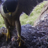 Female brings starling