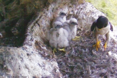 Peregrines - 6-11 November, third week