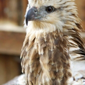 juvenile-sea-eagle