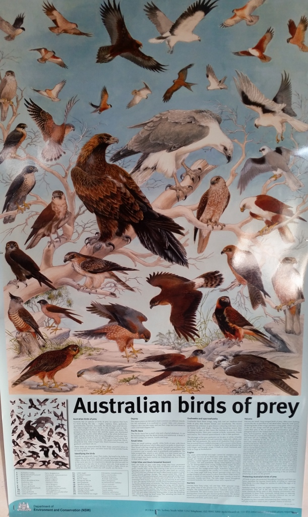 Birds of Prey Poster