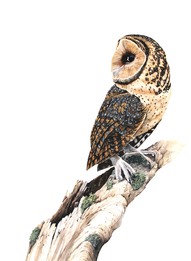 Masked Owl "Montgomery" Print (signed by artist Katherine Cooper)